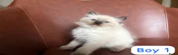 Ragdoll cats for sale: Ragdoll kittens looking for forever home💗 - Advert 6