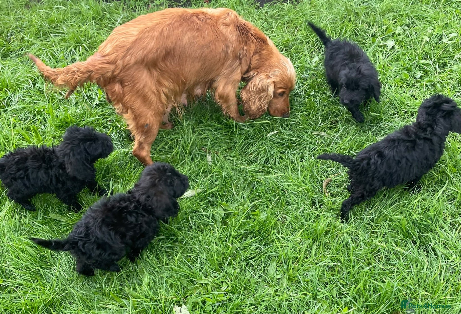 Cockapoo dogs F1 Black Cockapoo puppies - Advert 1