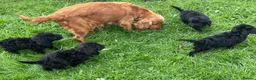 Cockapoo dogs for sale: F1 Black Cockapoo puppies - Advert 1
