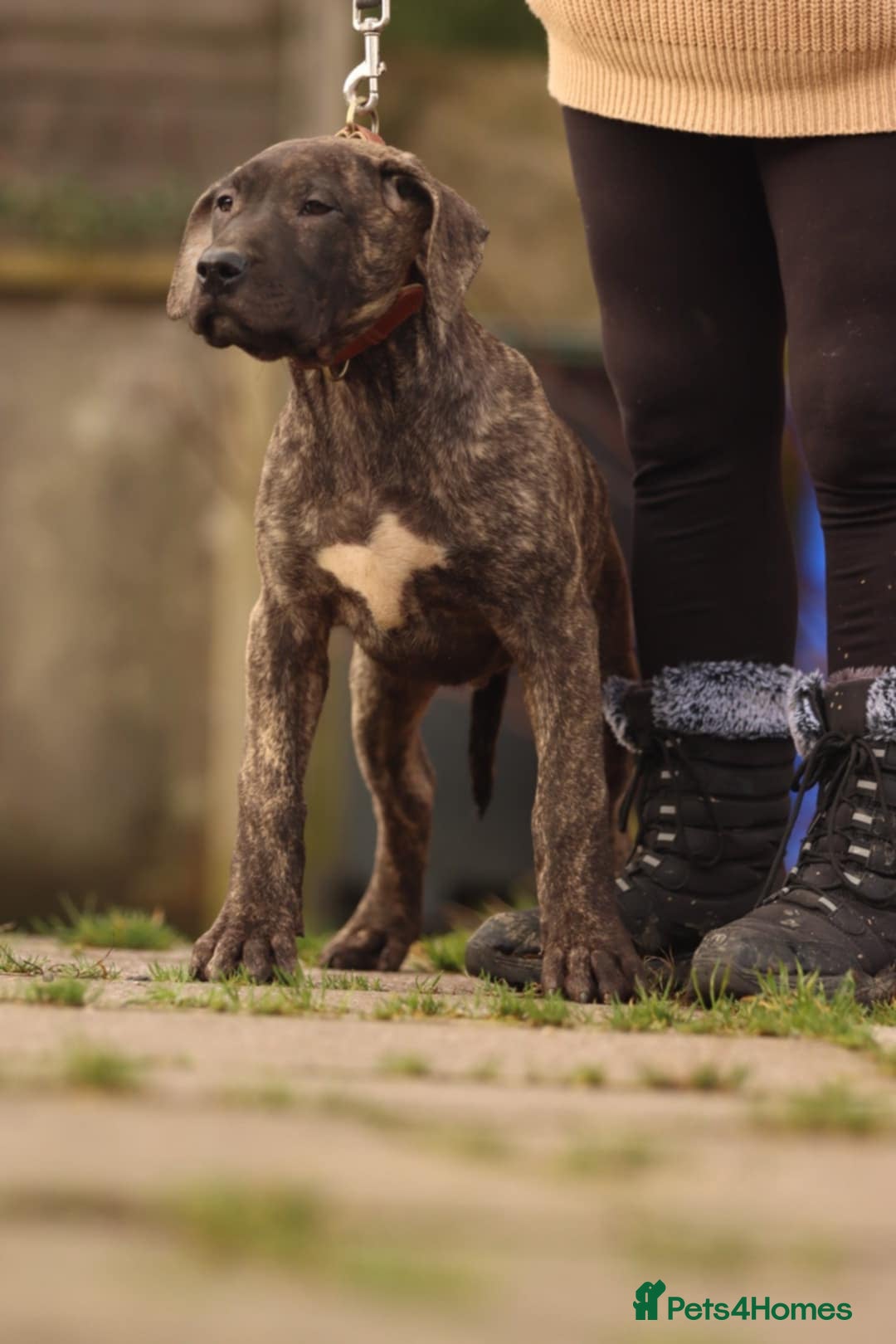 Presa Canario dogs Presa Canario pups  - Advert 2