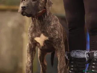 Presa Canario dogs Presa Canario pups - Advert 2