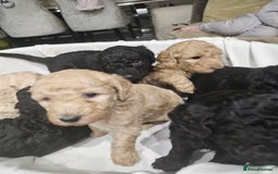 Standard Poodle dogs for sale: Stunning 5* Standard chunky poodle puppies 🐶  - Image 34