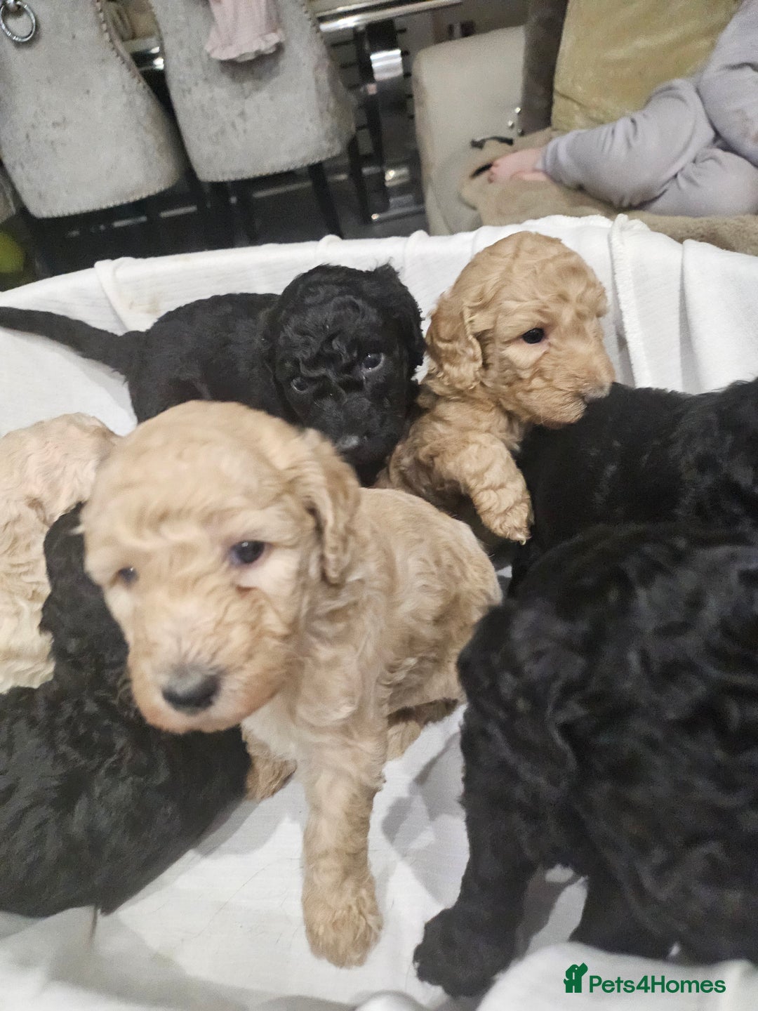 Standard Poodle dogs for sale: Stunning 5* Standard chunky poodle puppies 🐶  - Image 34
