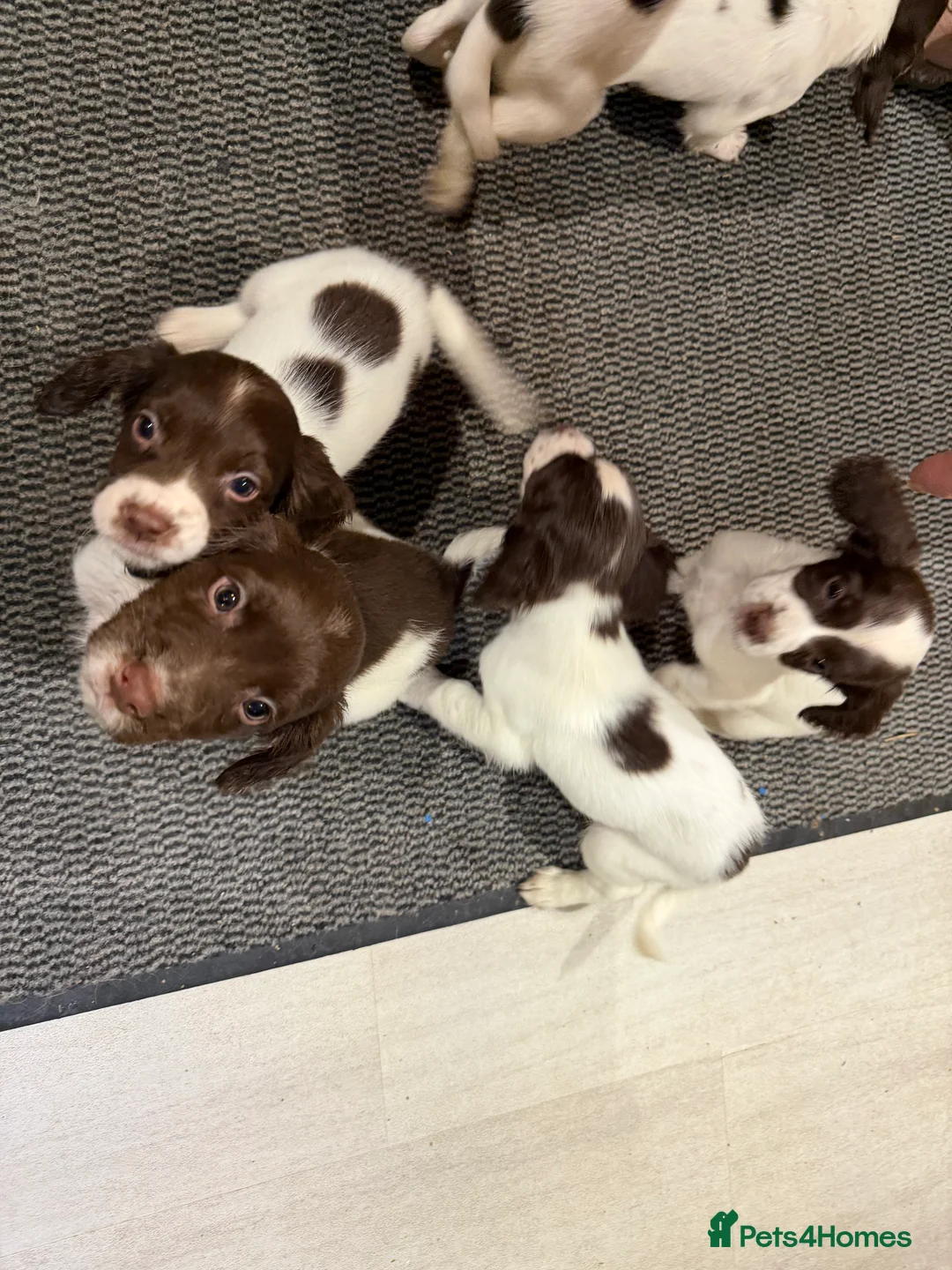 English Springer Spaniel dogs for sale: 8 week old English springer spaniel puppies  - Advert 4