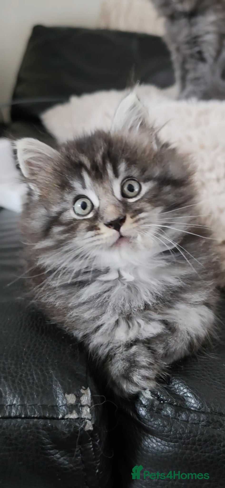 Maine Coon cats for sale: Maine coone &Bsh amazing personality kittens 😸  - Advert 9