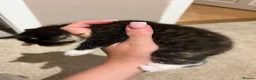 Mixed Breed cats for sale: Kittens  in Dewsbury - Advert 7