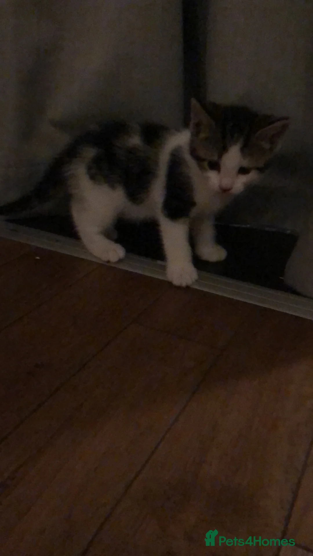 Mixed Breed cats for sale: Black and white kittens  - Advert 2