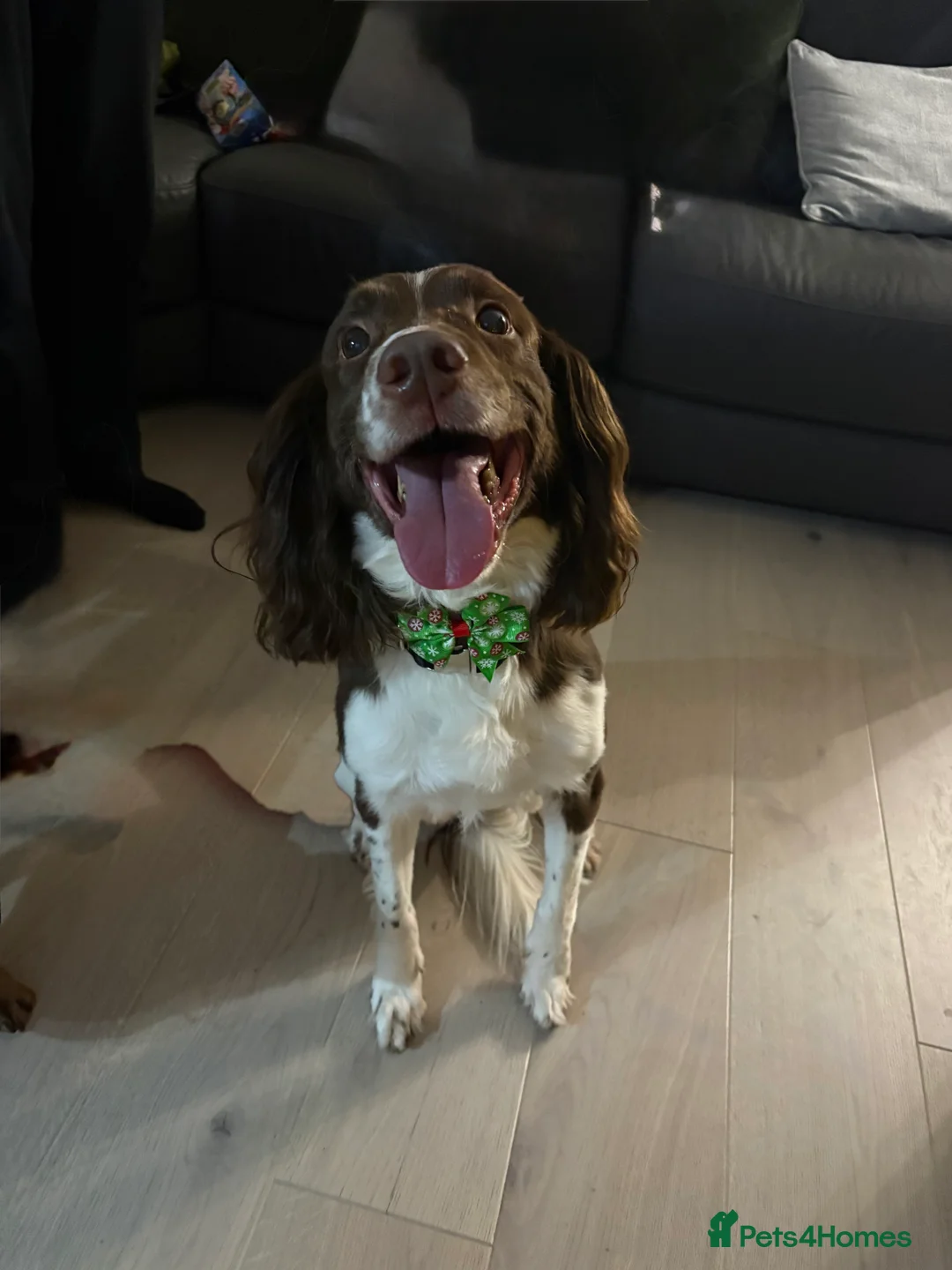 English Springer Spaniel dogs for sale: Liver & White Male ESS - Advert 2