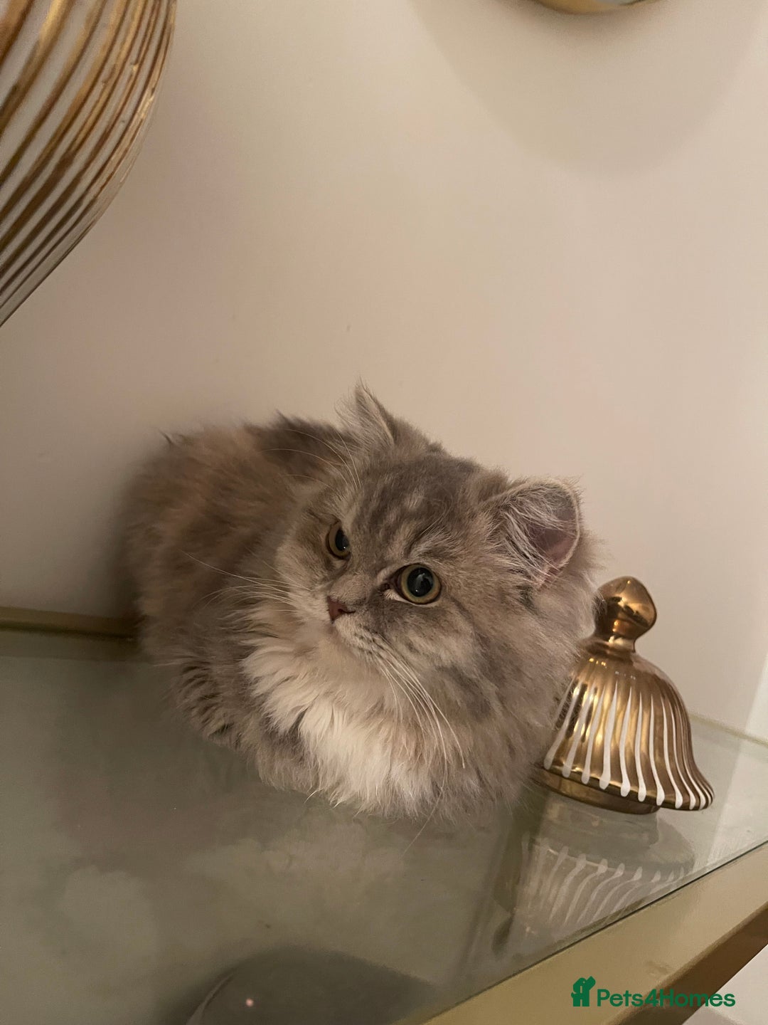 Persian cats for sale: persian kittens and mum - Advert 4