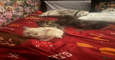 Ragdoll cats - Advert 11