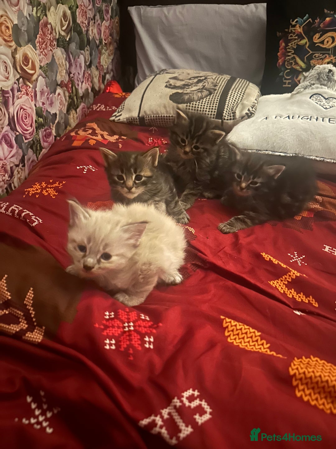 Ragdoll cats for sale: Ragdoll x Maincoone loving babies - Image 2