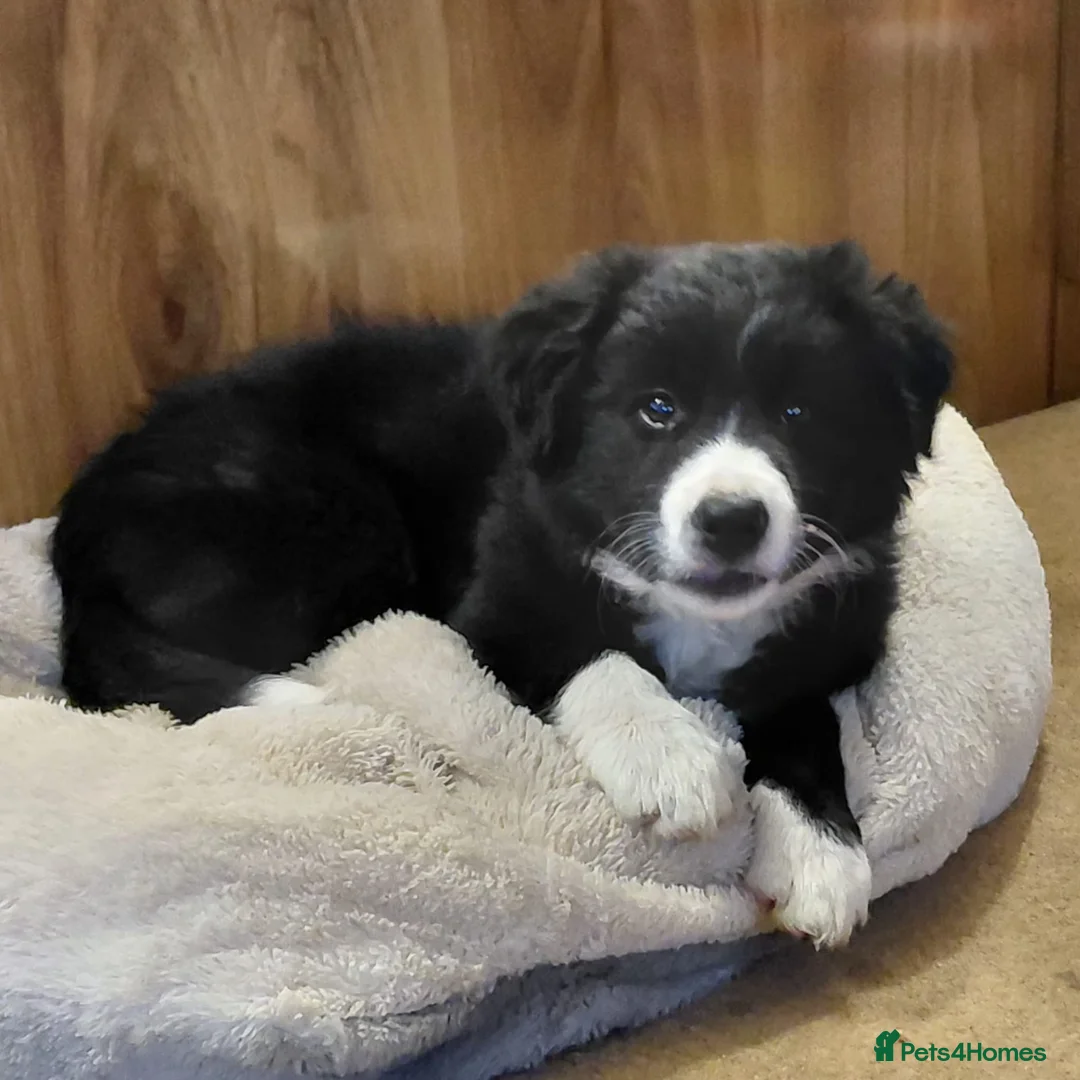 Border Collie dogs for sale: 💜Lavender 💜 beautiful collie pup 🐶  - Advert 1