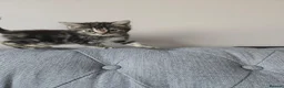 Russian Blue cats for sale: Adorable kittens for sale  - Advert 5