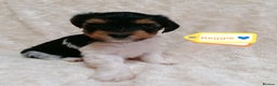 Biewer Terrier dogs for adoption: 🏠❤️ Biewer Puppies Looking for Loving homes - Advert 3