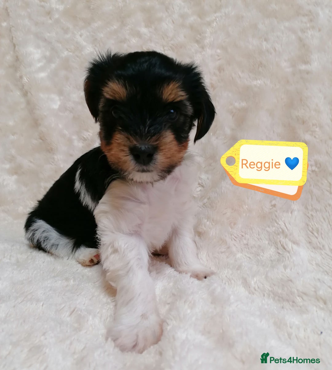 Biewer Terrier dogs for adoption: 🏠❤️ Biewer Puppies Looking for Loving homes - Advert 3