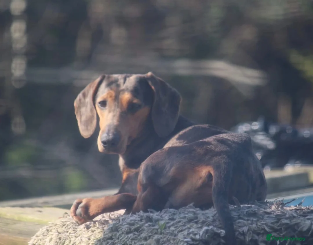 Dachshund dogs for sale: Beautiful boy remi - Advert 11