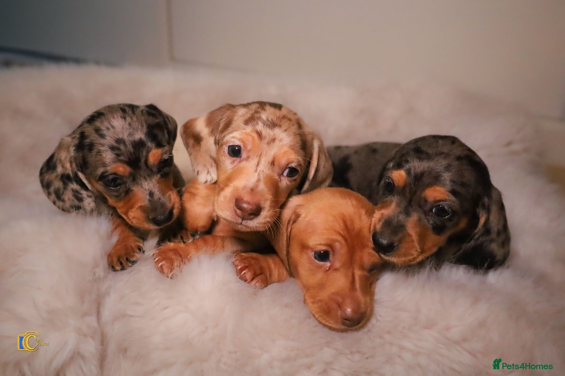 Miniature Dachshund dogs for sale: Beautiful Miniature Dachshunds - Advert 1