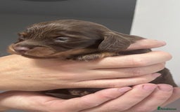 Miniature Dachshund dogs for sale: Long haired miniature dachshunds  - Advert 12