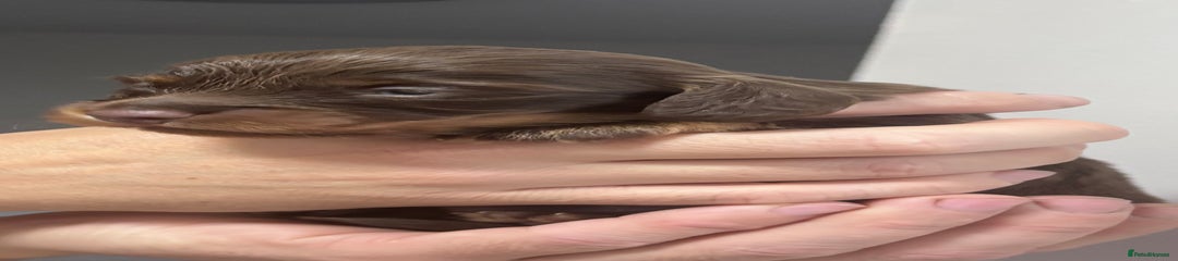 Miniature Dachshund Puppy 1