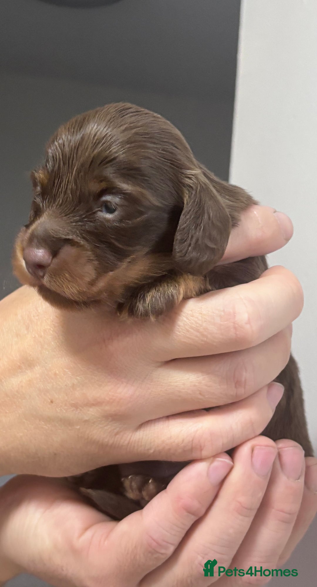 Miniature Dachshund dogs for sale: Long haired miniature dachshunds  - Advert 12