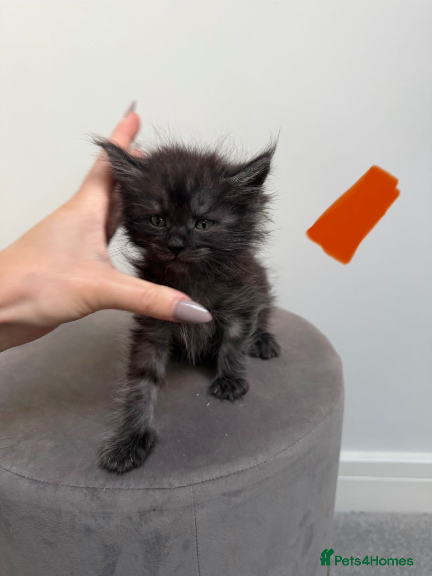 Maine Coon cats Ready now 😻 - Advert 12