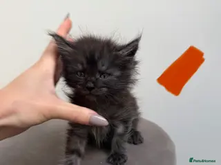 Maine Coon cats Ready now 😻 - Advert 5