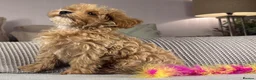 Maltipoo dogs for sale: OAKWELL RETRIEVERS ON INSTAGRAM  - Advert 4