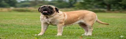 Mastiff dogs for sale: Show line, health tested English mastiff puppies - Advert 1