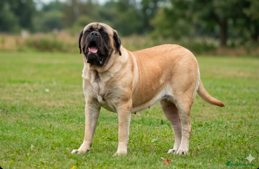 Mastiff dogs for sale: Show line, health tested English mastiff puppies - Advert 1