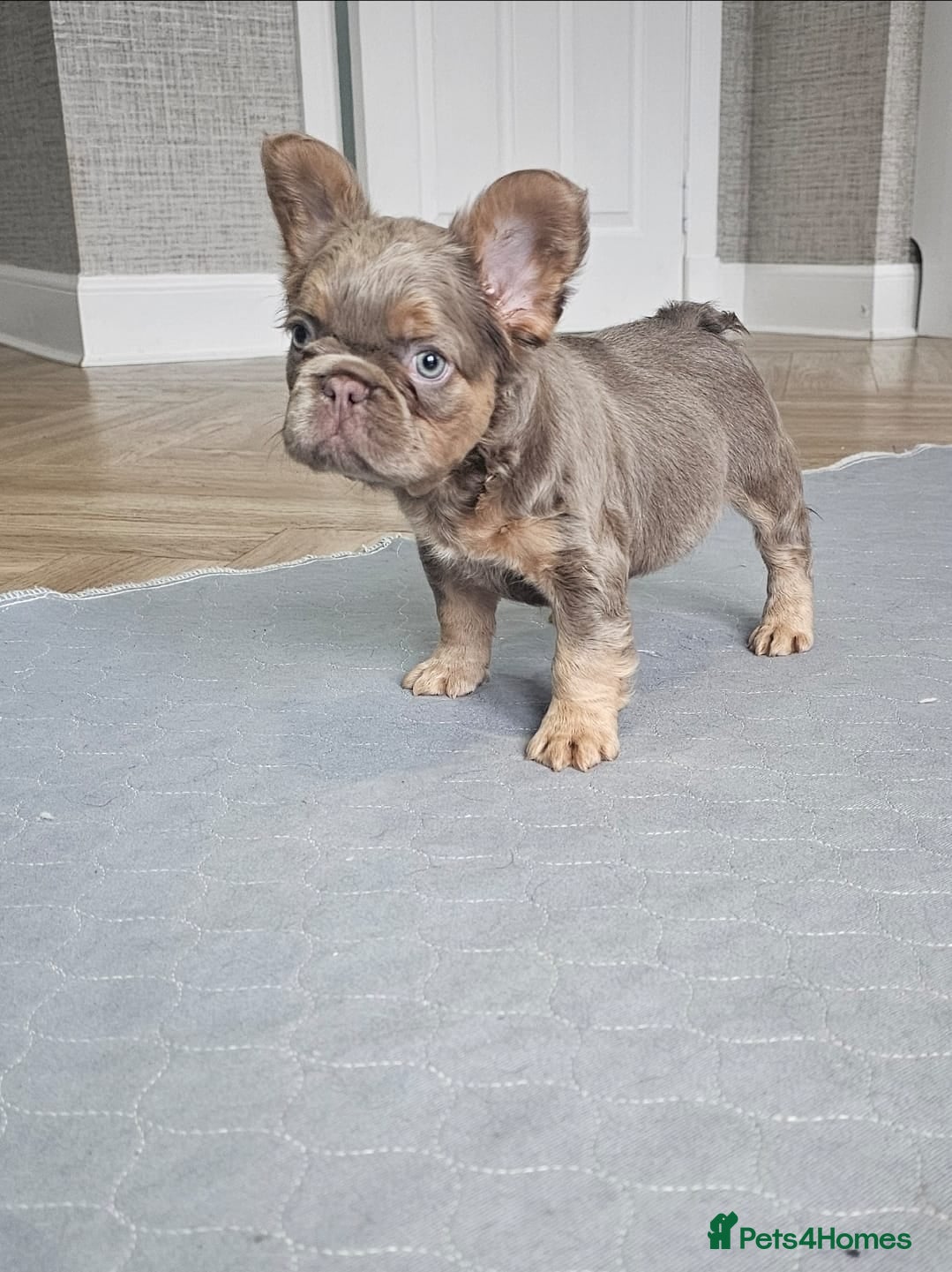 French Bulldog dogs French bulldog pups - Advert 5