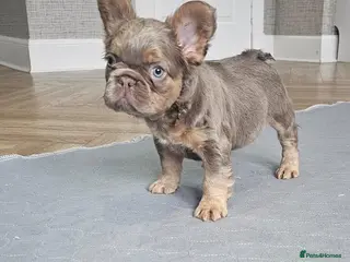 French Bulldog dogs French bulldog pups - Advert 5