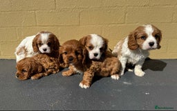 Cavalier King Charles Spaniel dogs for sale: Purebred Cavalier King Charles Spaniels Puppies - Image 10