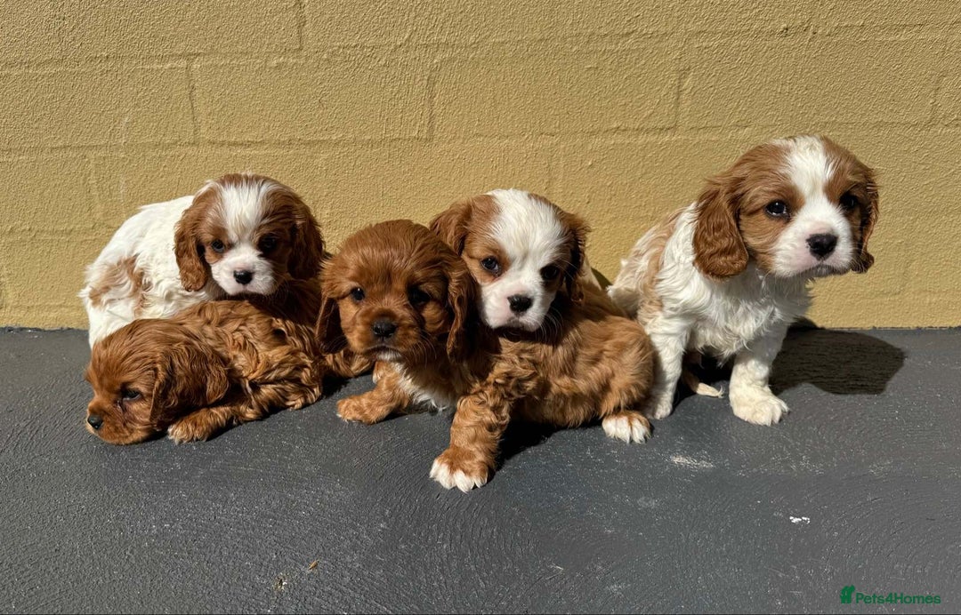 Cavalier King Charles Spaniel dogs for sale: Purebred Cavalier King Charles Spaniels Puppies - Image 10
