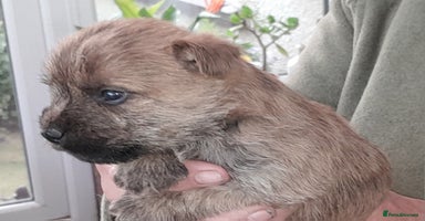 Cairn Terrier dogs - Advert 13