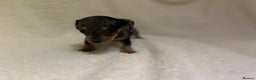Miniature Dachshund dogs for sale: ****true to type mini dachshund *** - Advert 10