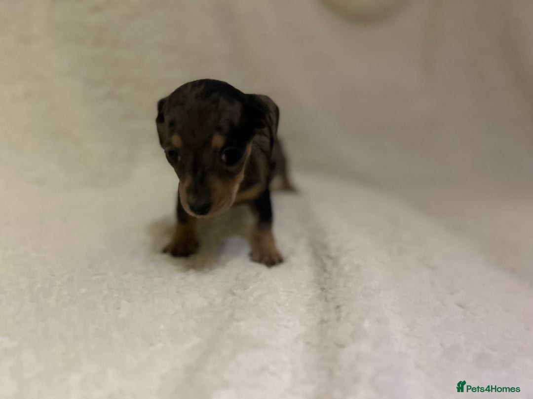 Miniature Dachshund dogs for sale: ****true to type mini dachshund *** - Advert 10