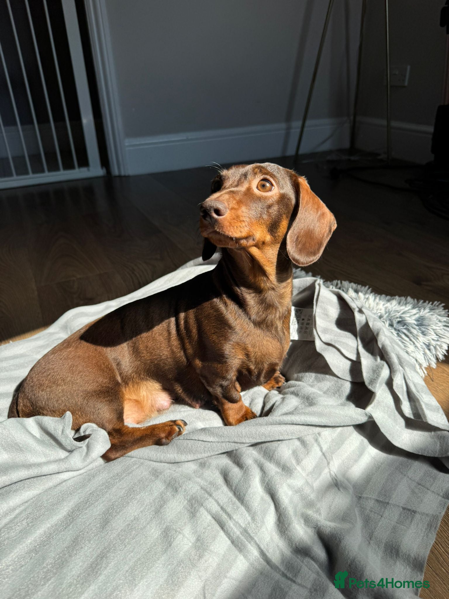 Dachshund dogs Dachshund puppies  - Advert 2