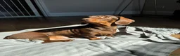 Dachshund dogs for sale: Dachshund puppies  in Salisbury - Advert 1