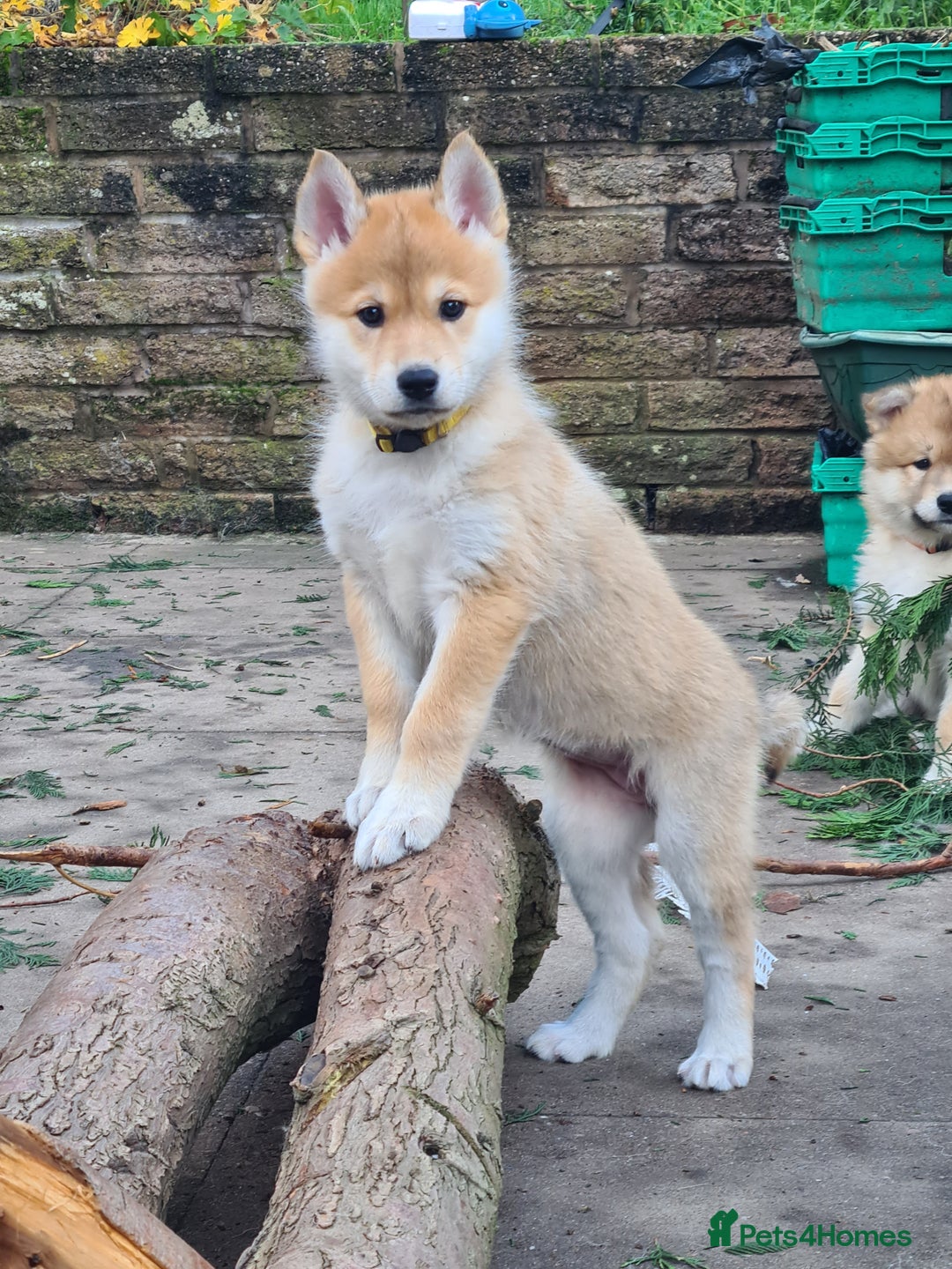 Mixed Breed dogs for sale: Czech Wolfdog × Akita/Malamute Puppies - Advert 13