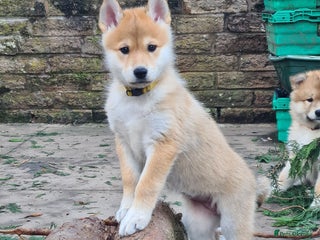 Mixed Breed dogs Czech Wolfdog × Akita/Malamute Puppies - Advert 3