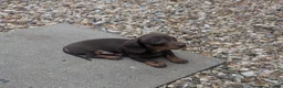 Dachshund dogs for sale: Miniature Dachshund  - Advert 4
