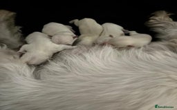 West Highland Terrier dogs for stud: Stud.. in Greenock - Image 21