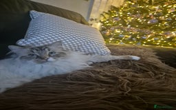 Ragdoll cats for sale: Zeus the Ragdoll - Image 2