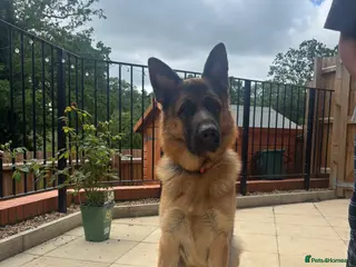 German Shepherd dogs Beautiful KC registered German Shepherd Boy - Advert 1