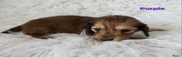 Miniature Dachshund dogs for sale: STUNNING KC SHADED RED LONG HAIR - Advert 6
