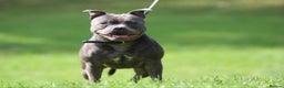 Staffordshire Bull Terrier dogs for sale: Adult Blue female - Advert 6