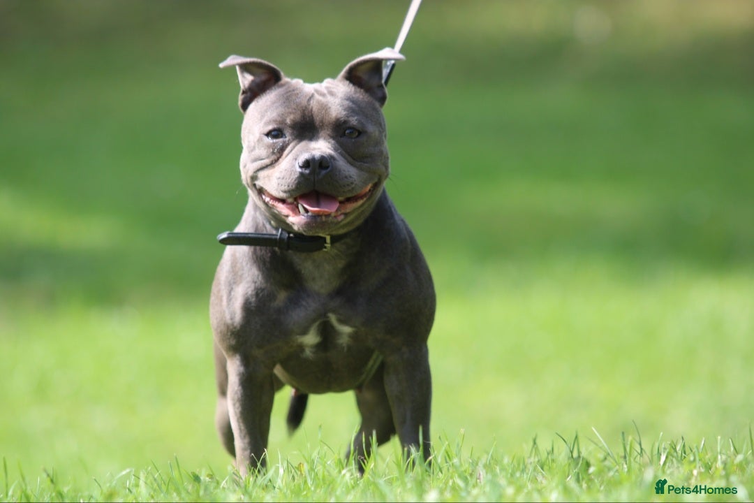 Staffordshire Bull Terrier dogs for sale: Adult Blue female - Advert 6