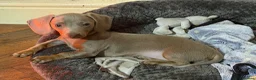 Miniature Dachshund dogs for sale: KC pure Miniature Dachshunds   - Advert 4