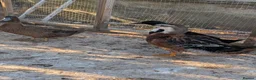 Ducks poultry for sale: Drake for rehoming (free) - Advert 3