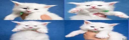 Maine Coon cats for sale: Anderpride kittens have arrived 📣.  - Advert 6